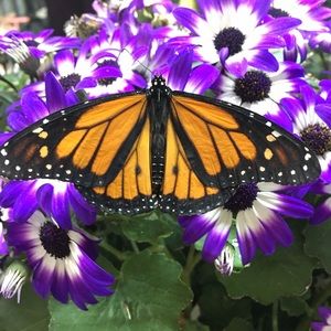 Meet your Posher, Isabella